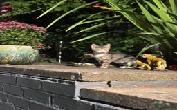 American Shorthair cats for sale: Gorgeous girl!!!🥰 - Image 10