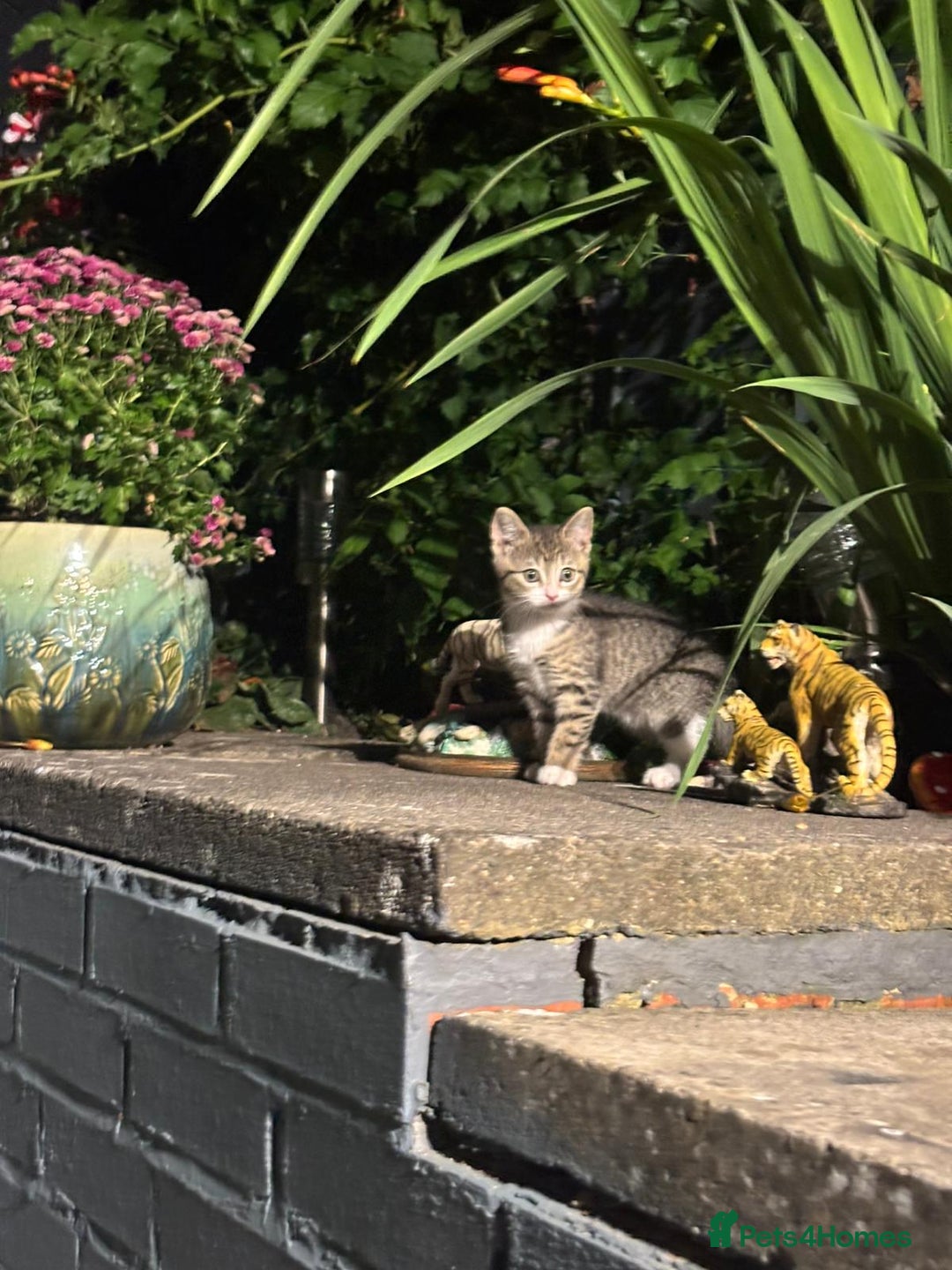 American Shorthair cats for sale: Gorgeous girl!!!🥰 - Image 10