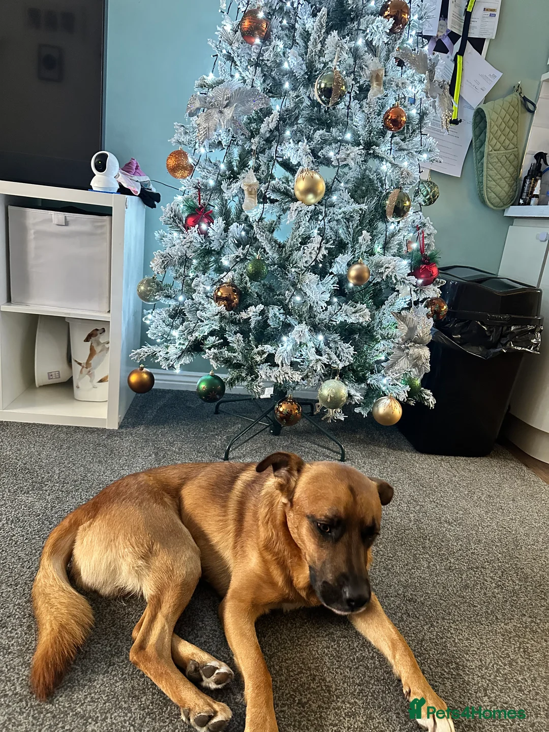 Mixed Breed dogs for sale: This is major- please read description  - Advert 4