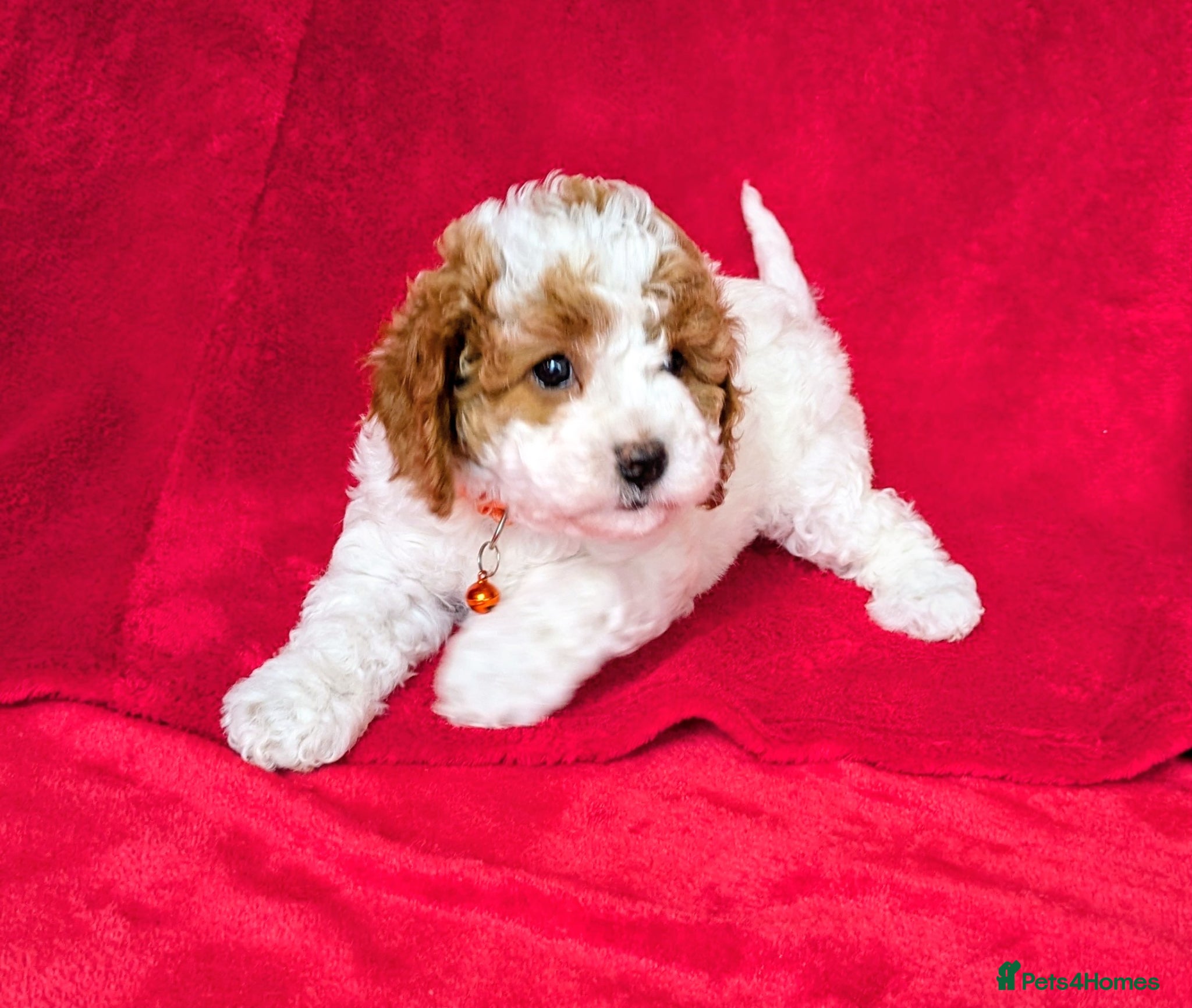 Cavapoo dogs Adorable Puppies, price open to negotiation - Advert 2