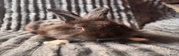 Lionhead rabbits for sale: Elvis mini lop x lion head buck  - Advert 4