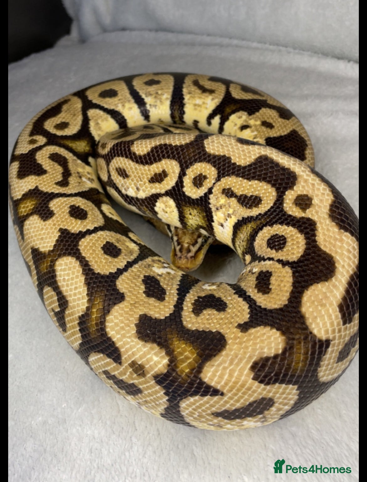 Python Snake reptiles for sale: Ball pythons for new home/s - Advert 1