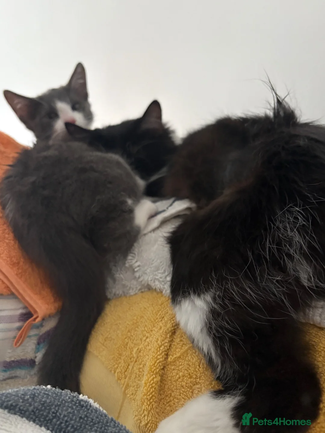 Mixed Breed cats for sale: Maine coon x Persian  - Advert 2
