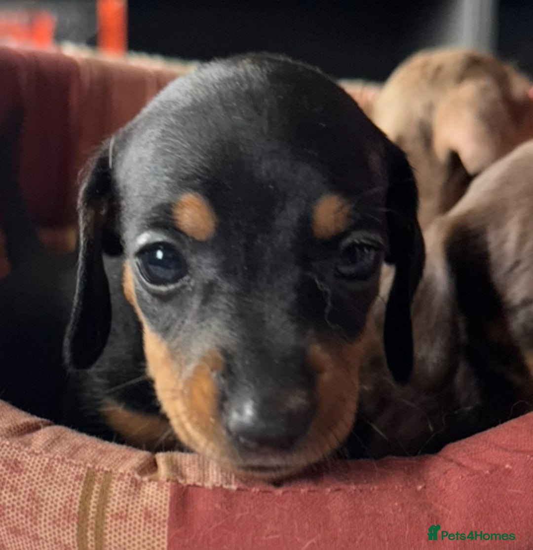 Miniature Dachshund dogs for sale: True miniature smooth coat dachshund puppies  - Image 8