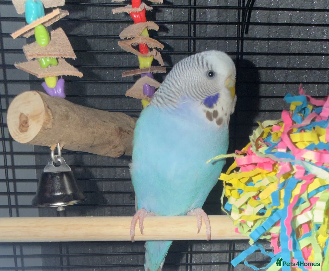 Budgerigars birds for sale: Budgie for sale (SKYE) - Advert 1