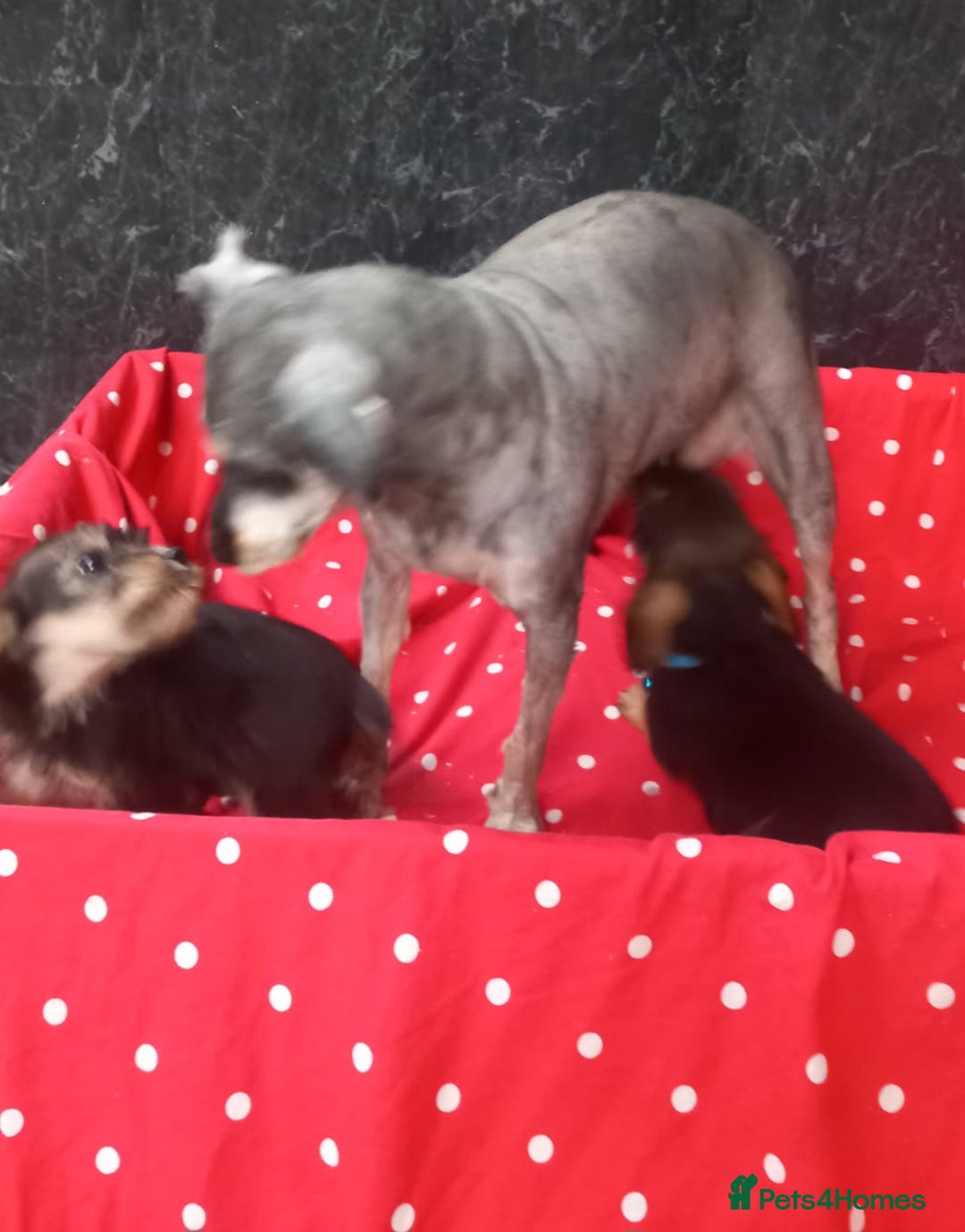 Mixed Breed dogs for sale: Beautiful Shcnauzer cross Cavaliers for sale - Image 7