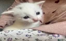 Mixed Breed cats for sale: Adorable Kittenss Ready For Reservation - Image 9