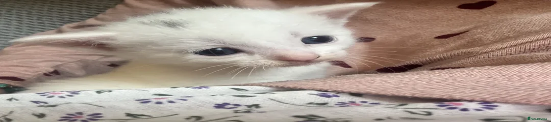 white kitten two patches