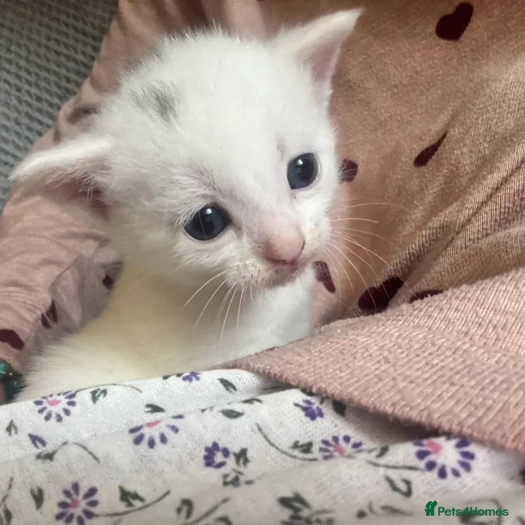 Mixed Breed cats for sale: Adorable Kittenss Ready For Reservation - Image 9