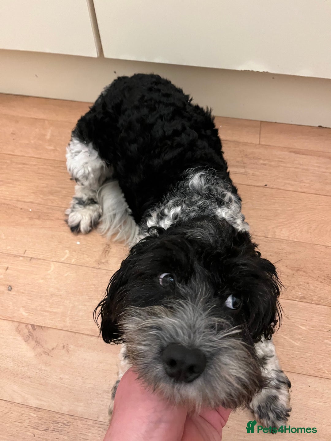 Cockapoo dogs for sale: 2year old cockerpoo boy - Advert 15