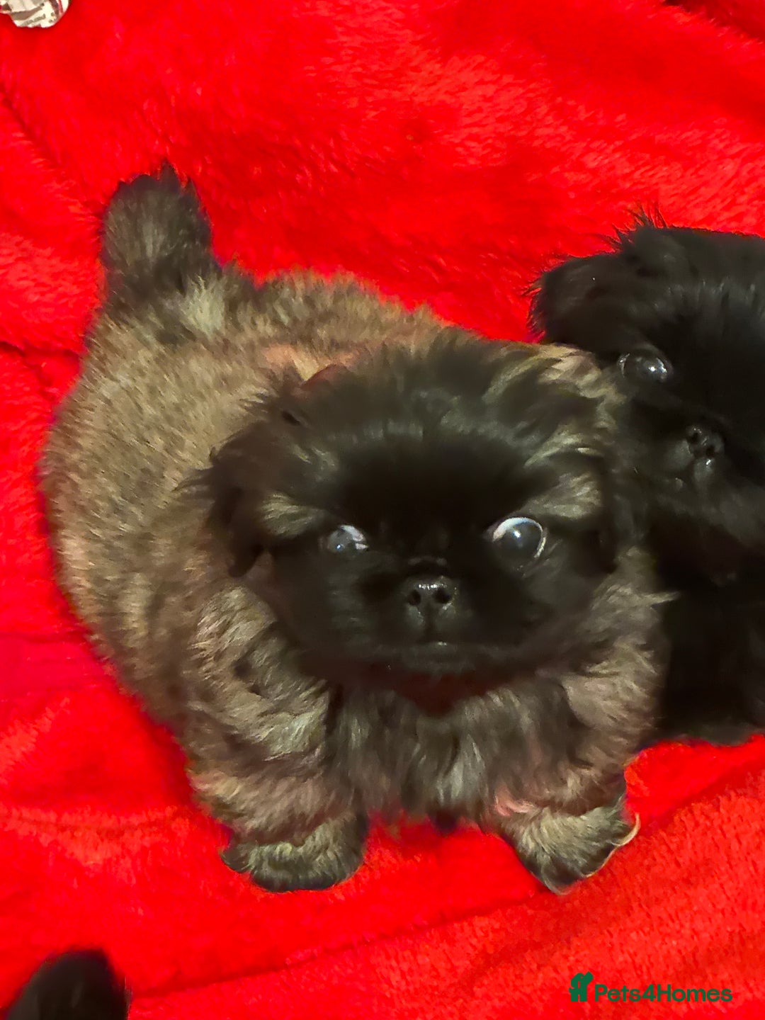 Pekingese dogs for sale: Handsome pure pedigree Pekingese  - Advert 7