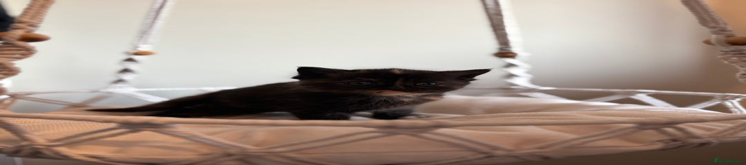 Persian Kitten 4