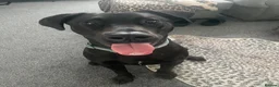 Mixed Breed dogs for sale: Doberman x Lab - Advert 4