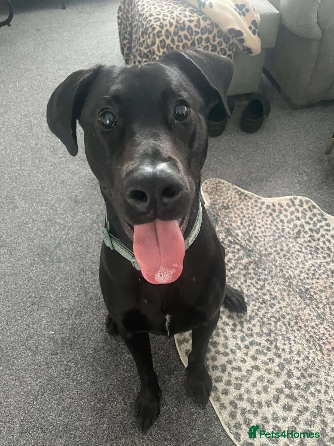 Mixed Breed dogs for sale: Doberman x Lab - Advert 4