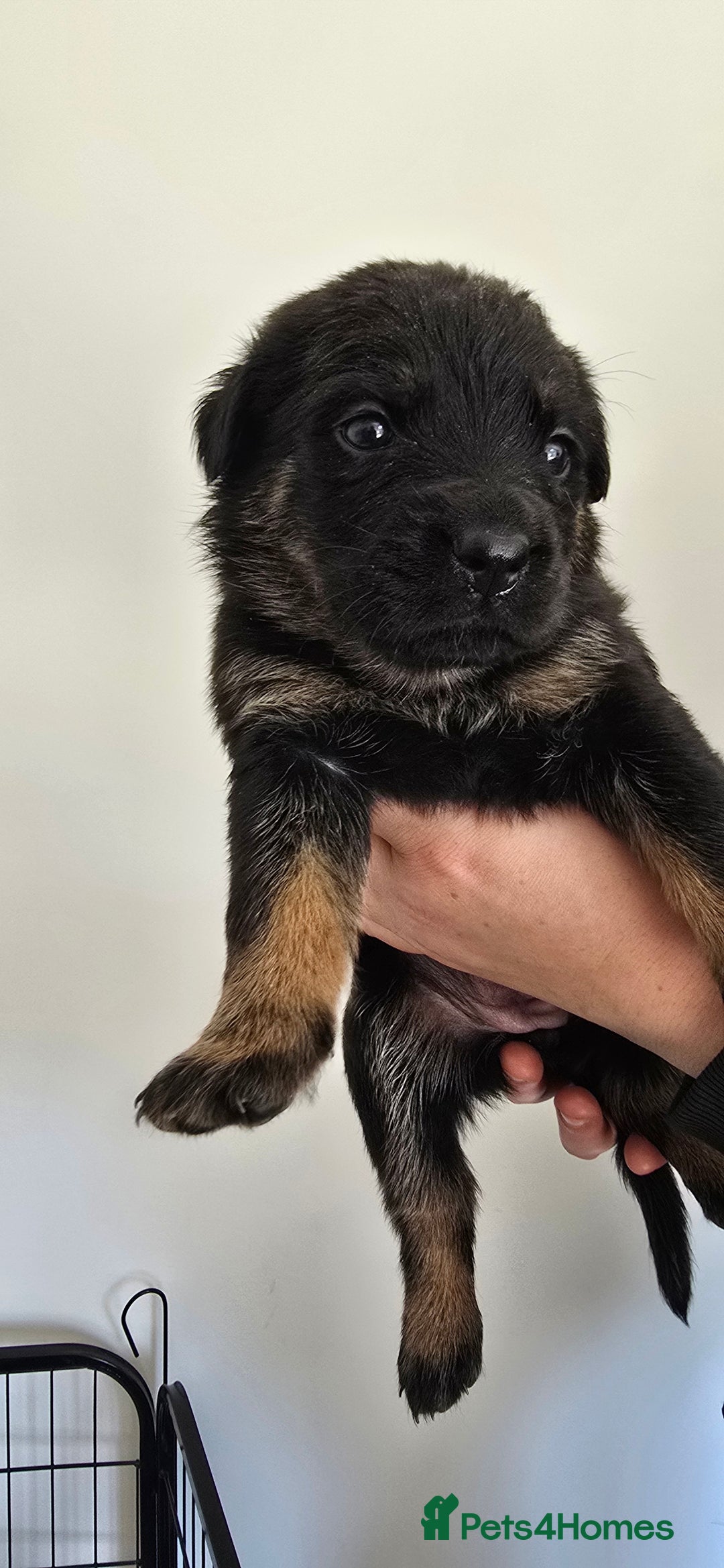 Mixed Breed dogs for sale: Rottweiler × german shepherd puppies - Image 13