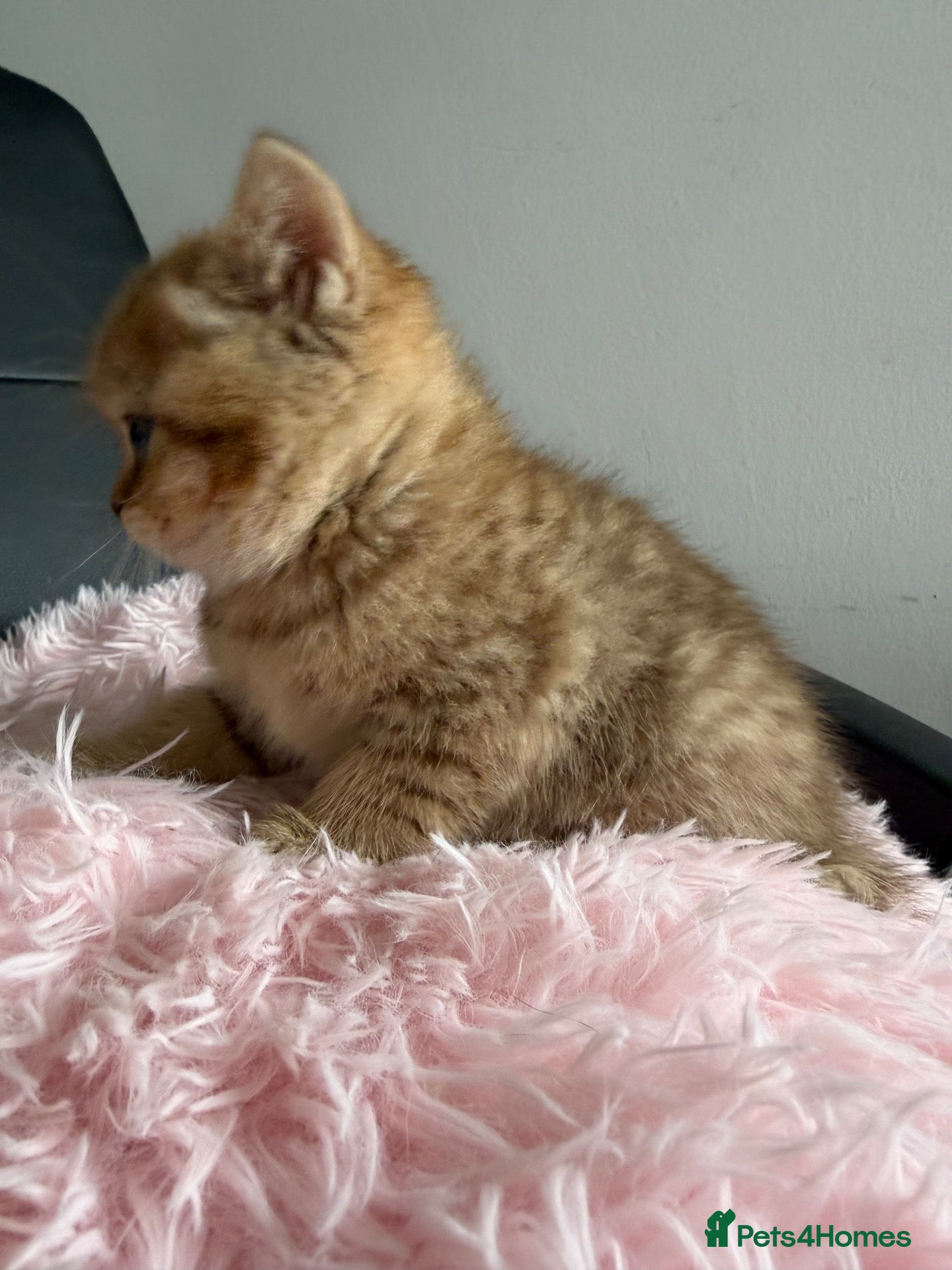 Scottish Fold cats Exceptional litter of Scottish fold/ straight😍😍 - Advert 2