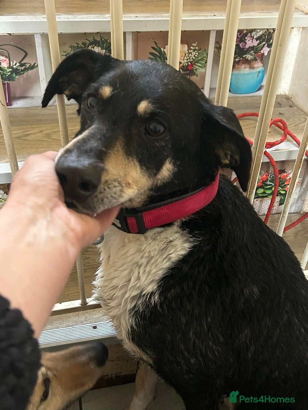 Mixed Breed dogs for adoption: Lottie - Norwich Norfolk  in Norwich - Advert 2