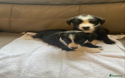 Border Collie dogs for sale: Adorable border collie puppies  - Image 9