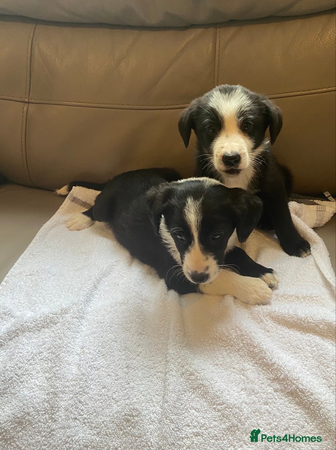 Border Collie dogs for sale: Adorable border collie puppies  - Image 9