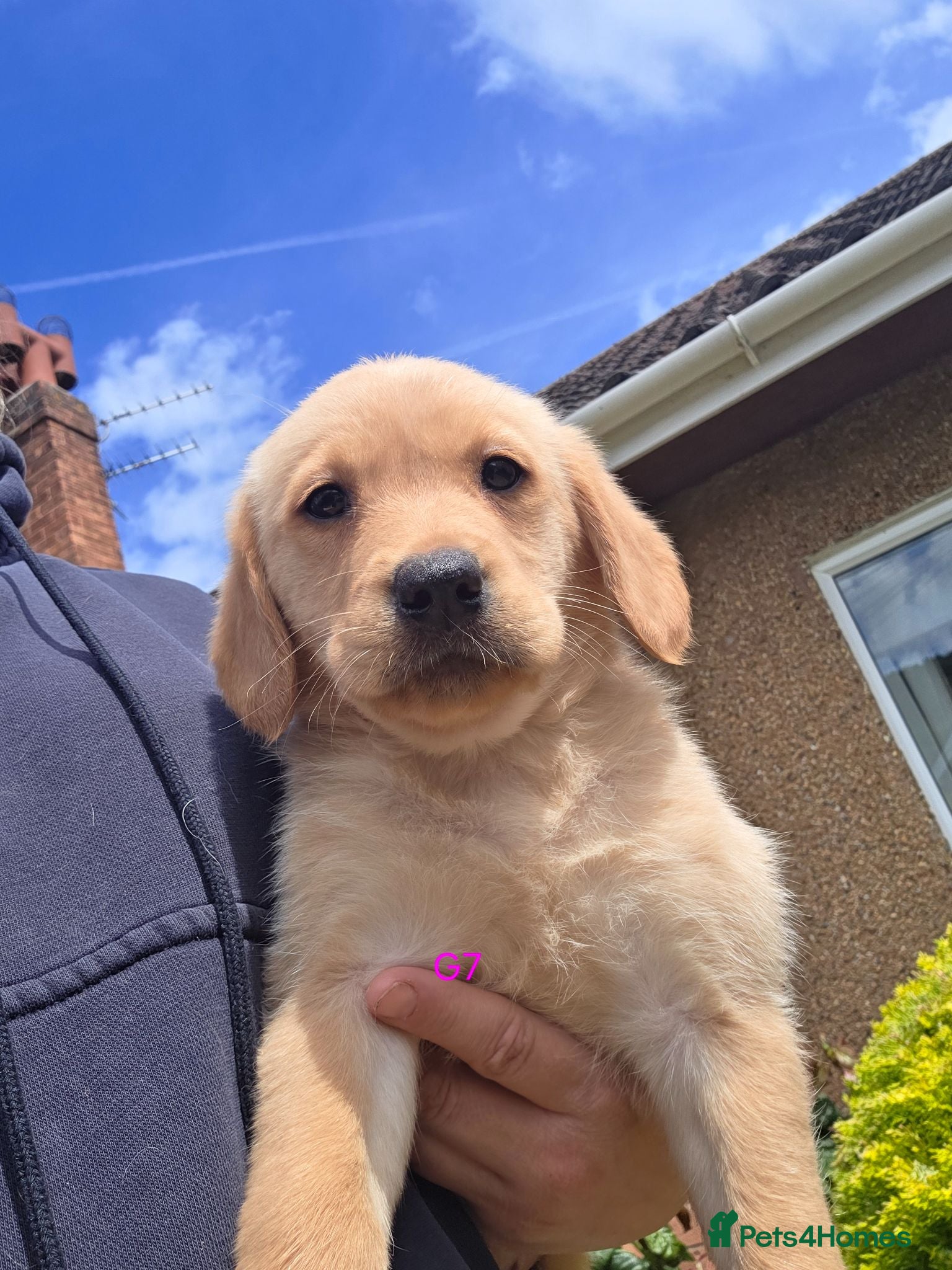Goldador dogs Gorgeous Goldador Puppies 4Girls 1 boy left now  - Advert 1