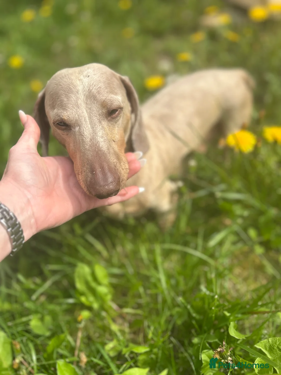 Miniature Dachshund dogs for stud: ⭐️ TRIGGER⭐️ smooth hair Isabella & Tan STUD in Mexborough - Advert 30