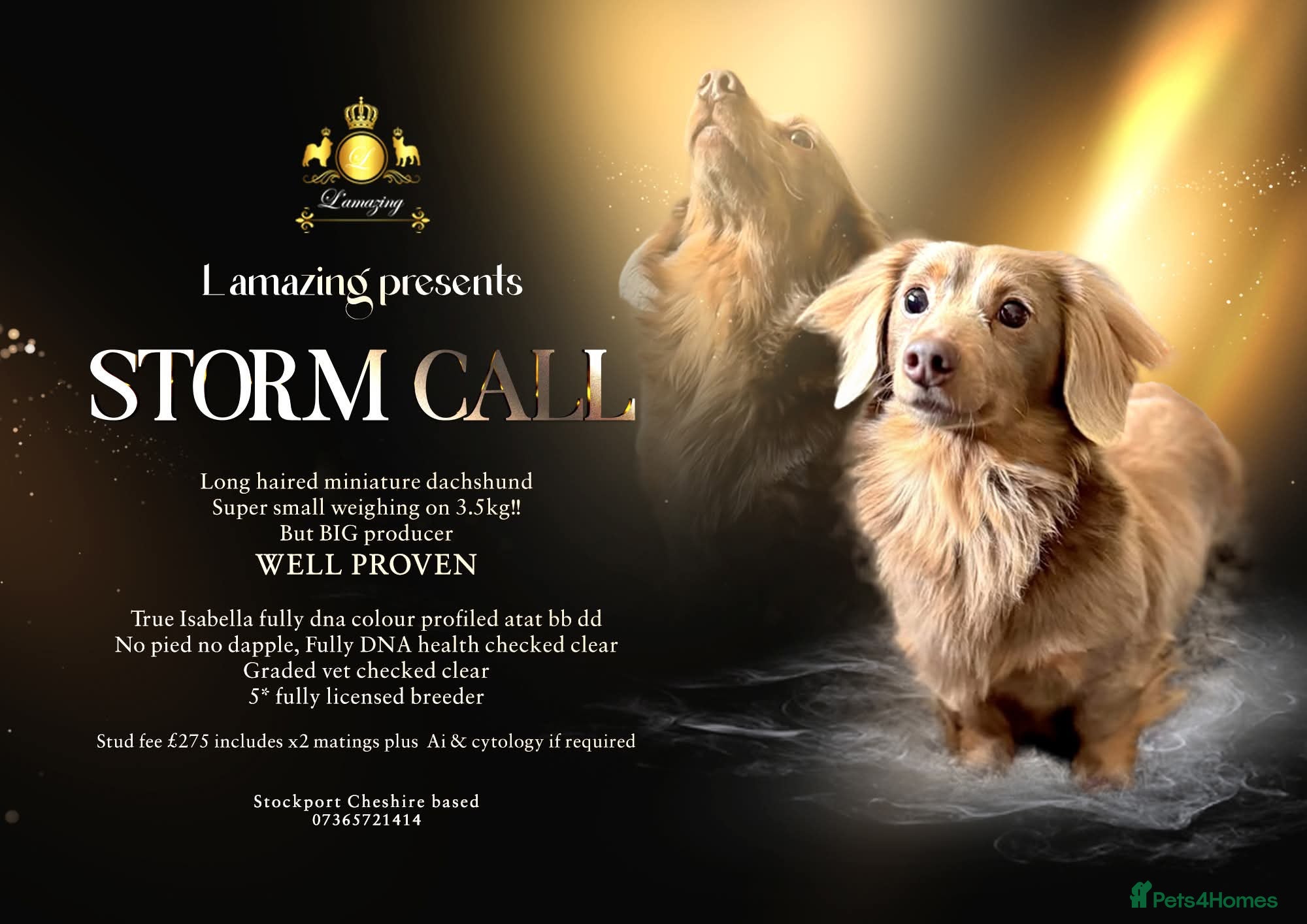 Miniature Dachshund dogs STORM CALL true Isabella & Tan long haired KC 5* in Stockport - Advert 7