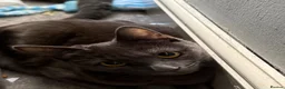 Mixed Breed cats for sale: Two girl kittens for rehoming  - Advert 4