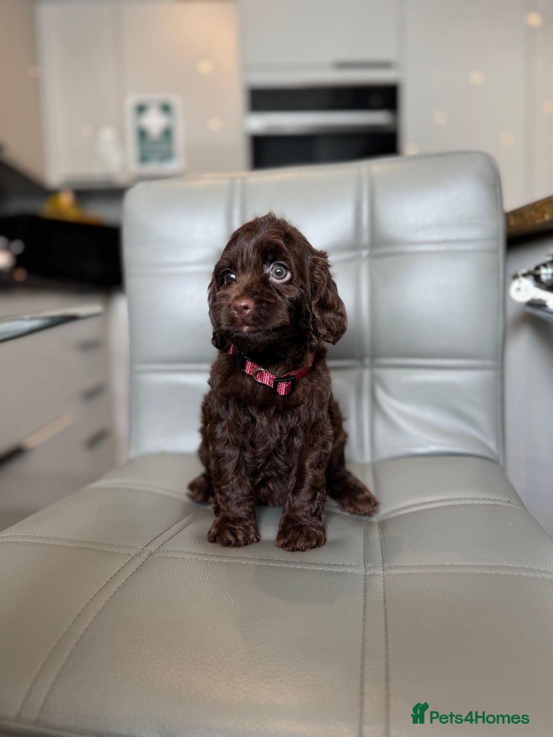 Cockapoo dogs for sale: *READY MONDAY* girls F1 CHOCOLATE DNA CLEAR  - Image 4