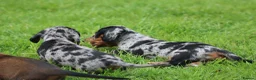 Miniature Dachshund dogs for sale: Stunning litter of Miniature Dachshunds  - Advert 4