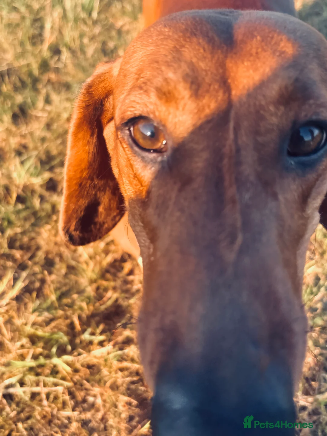 Dachshund dogs for sale: Red pedigree Dachshund  - Advert 9