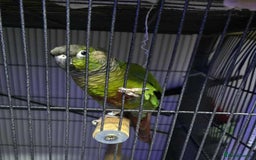 Conures birds for sale: Green cheek conure - Image 1