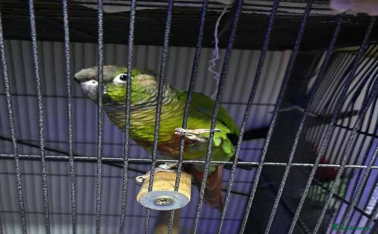 Conures birds - Advert 1
