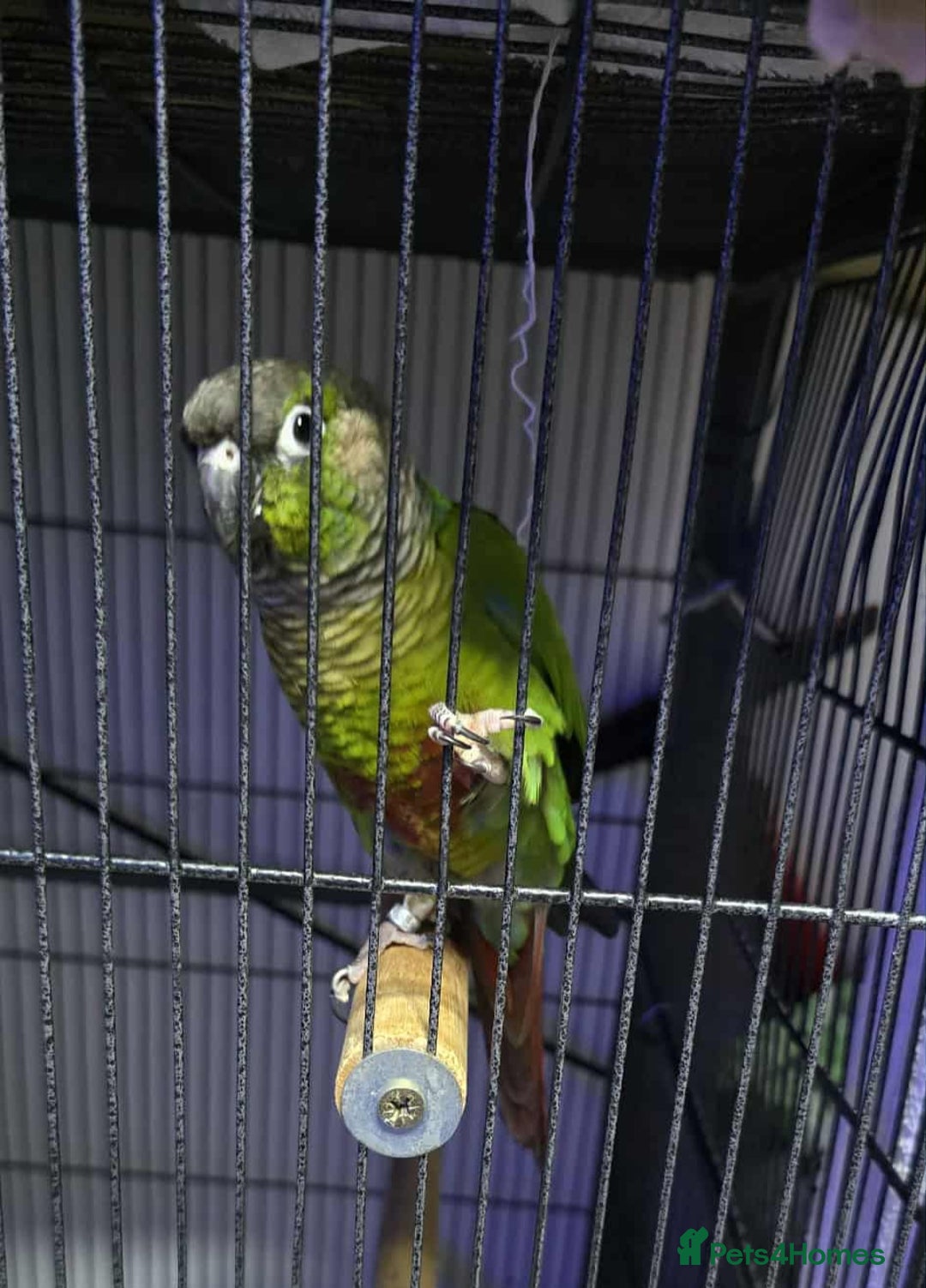 Conures birds for sale: Green cheek conure - Image 1