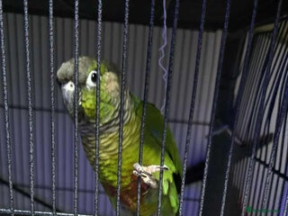 Conures birds - Advert 25