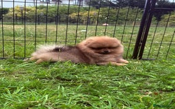 Pomeranian dogs for sale: Luxurious Tiny Pomeranian - 900g/11 weeks old - Image 2