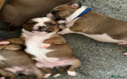 Staffordshire Bull Terrier dogs for sale: KC Staffordshire bull terriers 🧡🧡🏆🩸 REDS  - Image 21