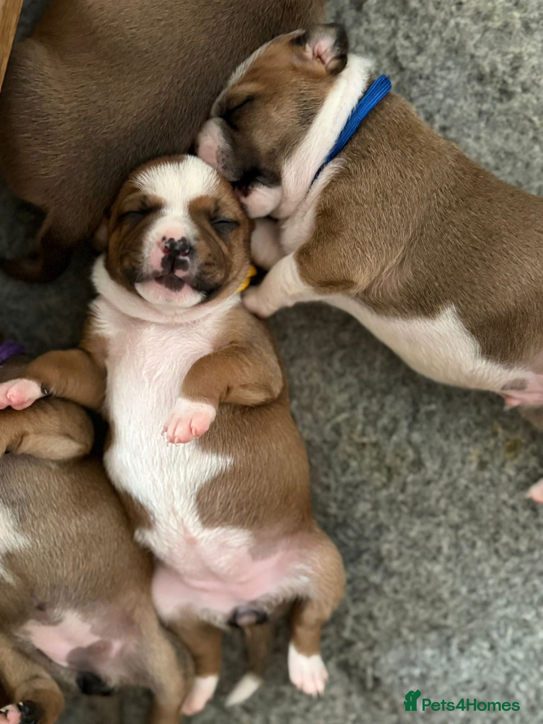 Staffordshire Bull Terrier dogs for sale: KC Staffordshire bull terriers 🧡🧡🏆🩸 REDS  - Image 21