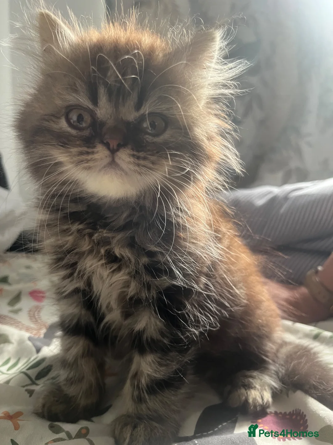 British Longhair cats for sale: Adorable Fluffy Kitten 🐾 - Advert 2
