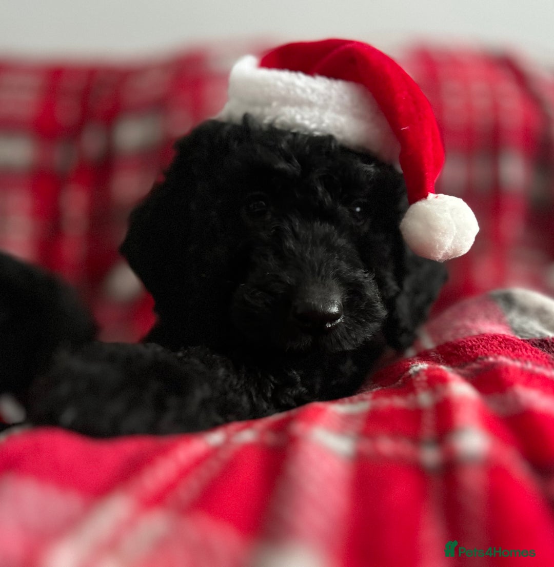 Cockapoo dogs for sale: 🐕‍🦺🐶ADORABLE COCKAPOO 🐶 🐕‍🦺 - Advert 4