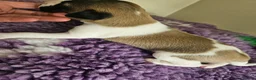 Whippet dogs for sale: Outstanding kc whippet - Advert 9