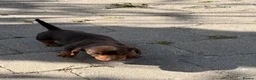 Dachshund dogs for sale: miniature dachshund boy chocolate and tan  - Advert 10