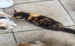 Domestic Shorthair cats for sale: Kittens For Sale – Ready to Join Your Home! - Image 13