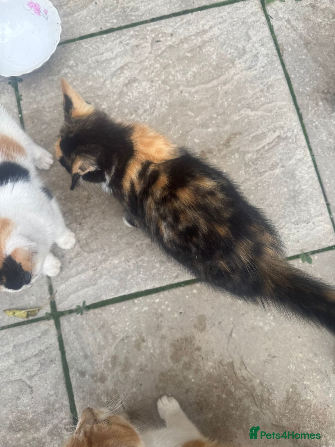 Domestic Shorthair cats for sale: Kittens For Sale – Ready to Join Your Home! - Image 13