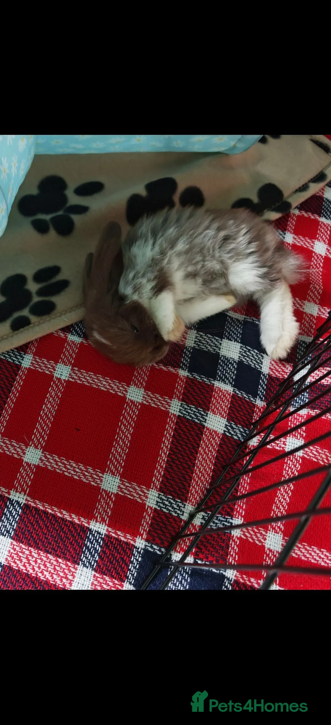 Mixed Breed rabbits for sale: mini lop X lion head  - Advert 2