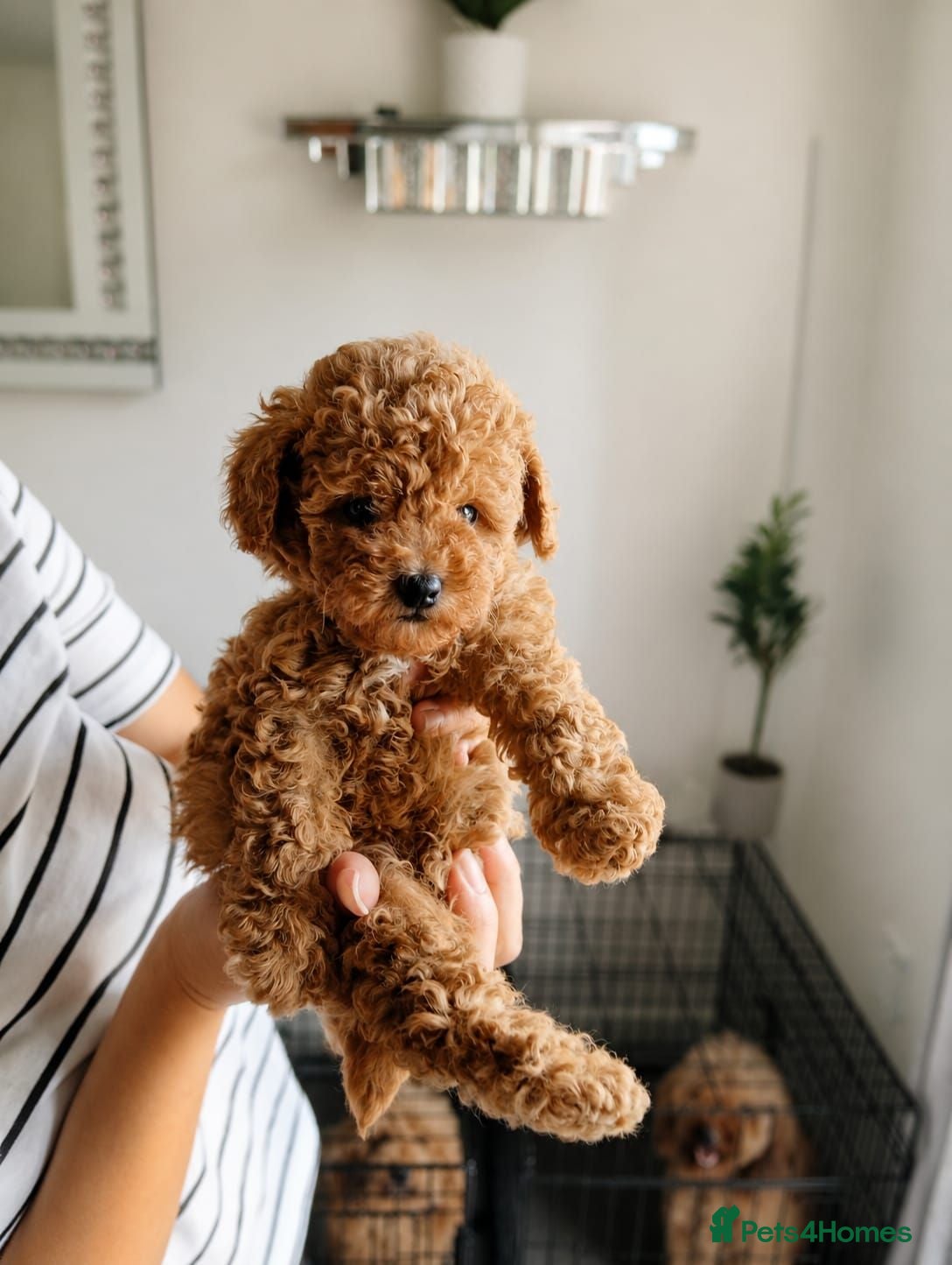 Maltipoo dogs 💥Tiny Asian Maltipoo Puppies💥 - Advert 11