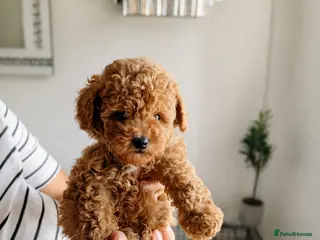 Maltipoo dogs 💥Tiny Asian Maltipoo Puppies💥 - Advert 11