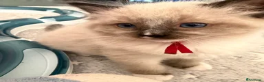 Ragdoll Kitten 4 Peterpan