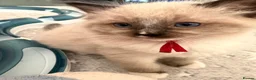 Ragdoll cats for sale: Magical - Advert 22