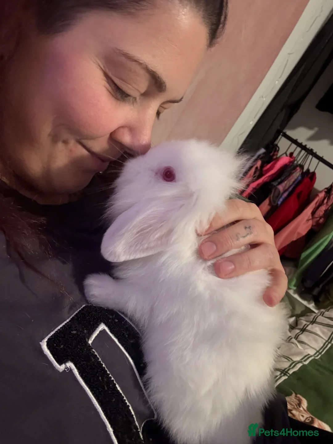 Mixed Breed rabbits for sale: 4 albino rabbits for sale - Advert 5