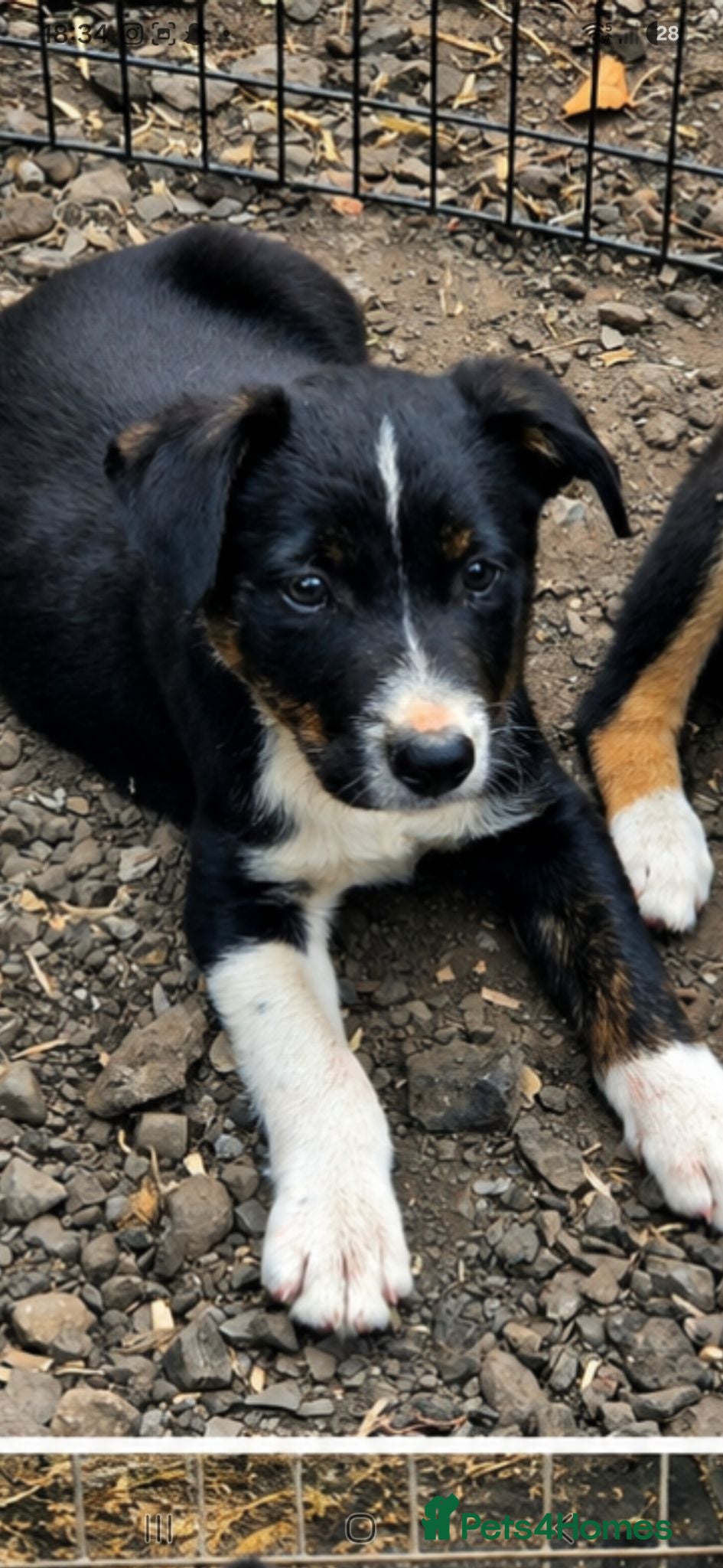 Border Collie dogs Border collie  - Advert 2